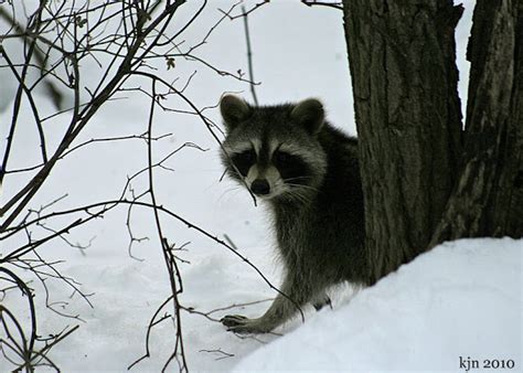 The Outskirts of Suburbia: Raccoon in the Snow