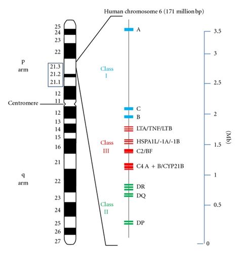 HLA gene cluster and lupus susceptibility genes on human chromosome 6. Ideogram of chromosome 6 ...