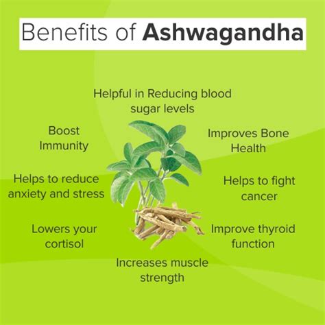 Benefits of Ashwagandha Powder & Capsule - Canwinn