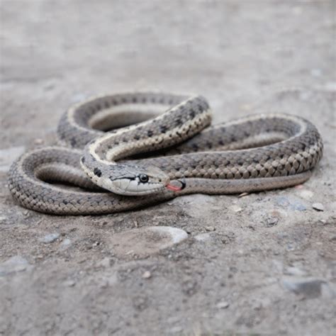 Wandering Gartersnake - ACA