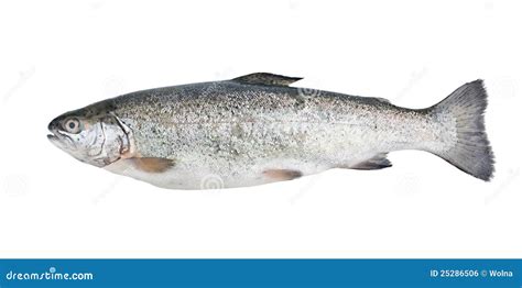 Fresh Trout Fish Isolated Royalty Free Stock Image - Image: 25286506