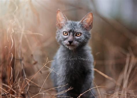 Lykoi Cats ~ The Original Lykoi Breeder | Lykoi cat, Werewolf cat, Battersea dogs