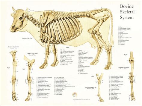 Skeletal Anatomy of the Cow Poster