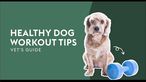 Healthy Dog Workout Tips · Vet's Guide - YouTube