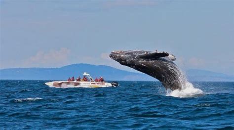 Whale watching downtown Victoria Vancouver Island BC