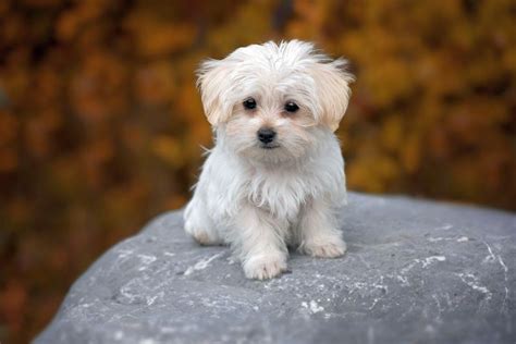 17 Small White Dog Breeds: Little Light-Colored Cuties!