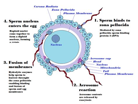 Oocyte Structure