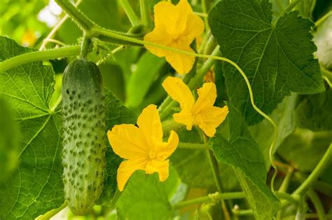 The Cucumber Plant Stages And What To Expect From Them