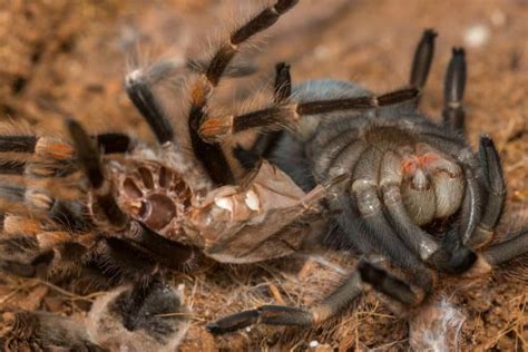 A Complete Guide on Tarantula Molting - The Pet Savvy