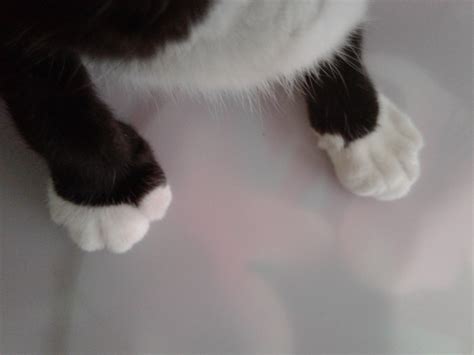 I found a rubber band on my cats paw this morning and I noticed it while I saw her hand being ...