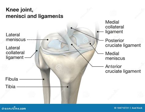 Knee Joint Anatomy, Menisci And Ligaments, Medically 3D Illustration Royalty-Free Cartoon ...