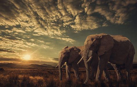 Elephant Sunset Wallpapers - Top Free Elephant Sunset Backgrounds ...