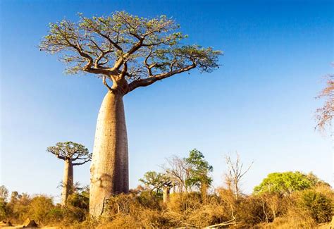 The Baobab Tree:Africa's Iconic "Tree of Life"