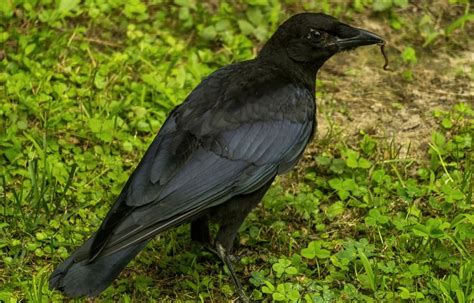 Crows vs Magpies All Differences Explained - Animallot