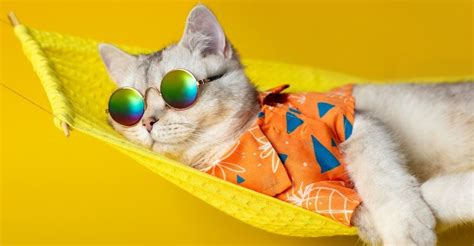 Cat Hammock: Top 5 Cat Hammocks for our Feline Friends