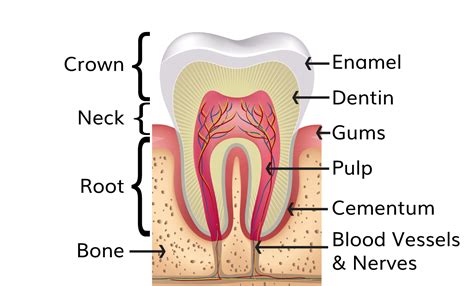 Q: What Are The Different Parts Of The Tooth? | Dental Image Therapy ...