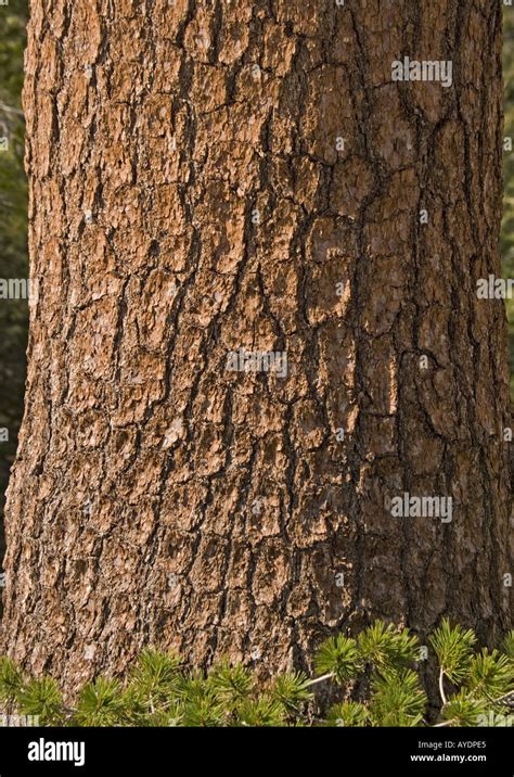 Bark of western white pine Pinus monticola Stock Photo - Alamy