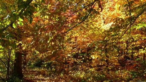 landscapes, Nature, Trees, Autumn, Leaves, Canopy Wallpapers HD / Desktop and Mobile Backgrounds