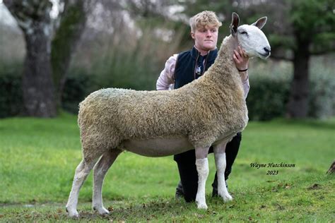 Carlisle - Blue Belles - Monday 9th January 2023 | Bluefaced Leicester Sheep Breeders' Association