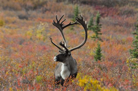 Study finds caribou have been using same Arctic calving grounds for ...