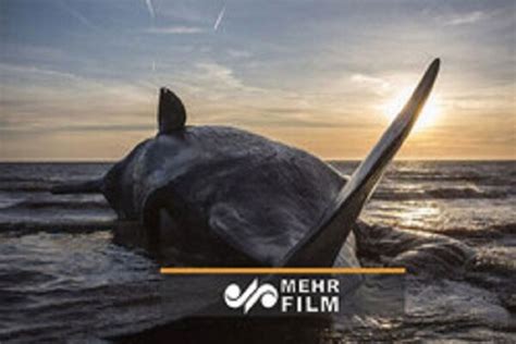 VIDEO: Exploding whale carcass caught on camera - Mehr News Agency