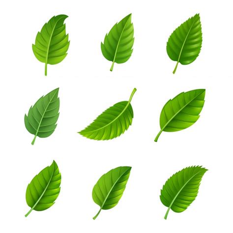 Leaf Shape Vector at Vectorified.com | Collection of Leaf Shape Vector free for personal use