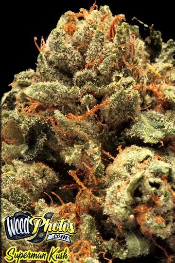 Superman Kush Marijuana Strain Pictures - The Weed Blog