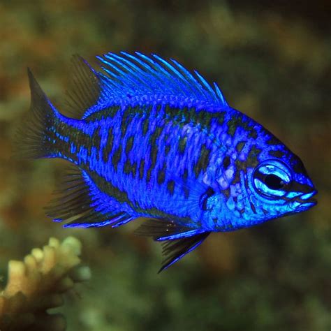 Springeri Damsel (Chrysiptera springeri) | Saltwater aquarium fish, Salt water fish, Fish pet