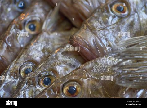 Animal eyes many hi-res stock photography and images - Alamy