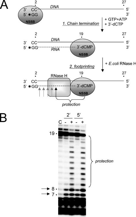 RNase H protection assay. A, principle of the reaction. In the presence... | Download Scientific ...