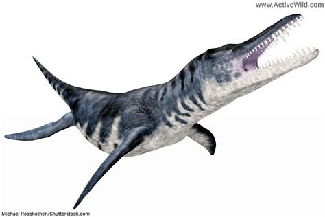 Mesozoic Era Animals List: Animals That Lived In The Mesozoic Era