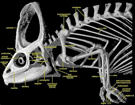 Veiled Chameleon - Chamaeleo calyptratus diagram | Veiled chameleon ...