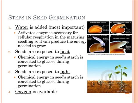 PPT - Plant Biology: Germination PowerPoint Presentation, free download - ID:3122086