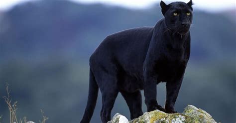 Panther - A-Z Animals