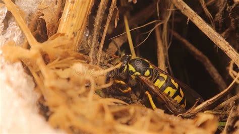 Queen Wasp Hibernating Yellowjacket, European Wasp, German Wasp, Yellow ...