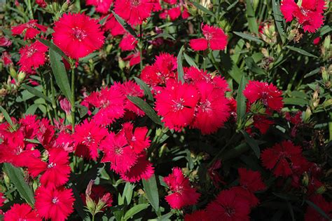 Telstar Carmine Rose Pinks (Dianthus 'Telstar Carmine Rose') in Denver ...