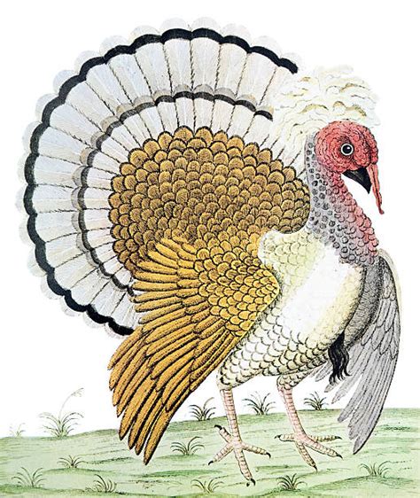 Wild Turkey Illustrations, Royalty-Free Vector Graphics & Clip Art - iStock