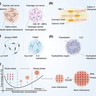 The mechanism of biomolecular condensates function. (A) In the... | Download Scientific Diagram