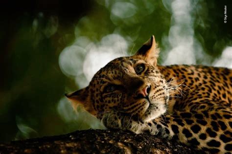 Pin de Mirna Haro Félix en Grandes felinos | Fotografía de vida ...