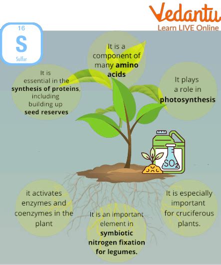 Uses Of Sulphur