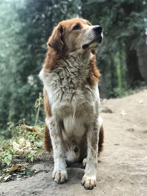 A Himalayan Sheepdog who guided us for 7 miles on a trek... It’s almost as if he knew that we ...