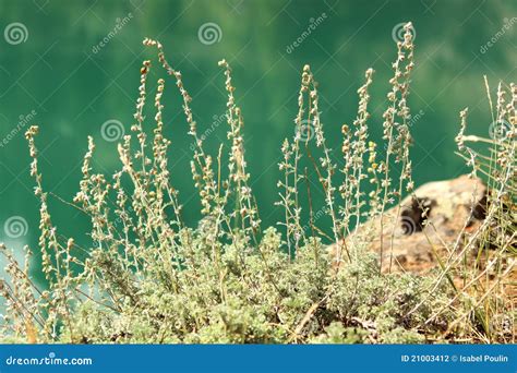 Wild sage stock photo. Image of yukon, natural, background - 21003412