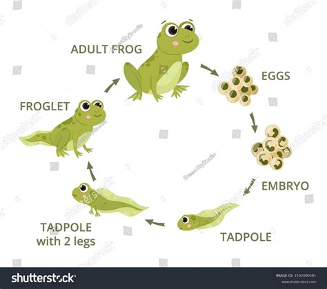 7,872 Tadpole To Frog Images, Stock Photos & Vectors | Shutterstock