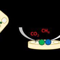 -Schematic of the diatomite structure and the metallic phases in DRM. | Download Scientific Diagram