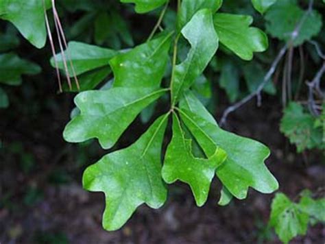 Quercus nigra - Alchetron, The Free Social Encyclopedia