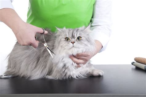 The Top 5 Cat Grooming Tools You Should Have In Your Home – Lucky Dawg Salon Grooming in California