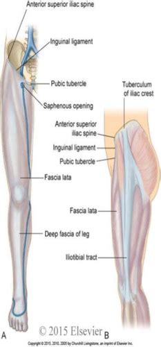 Deep Fascia & Compartments of Lower LImb Flashcards | Quizlet