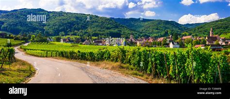 Traditional Riquewihr village,view with vineyards ,Alsace region,France ...