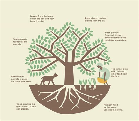 Agroforestry systems may play vital role in mitigating climate change ...