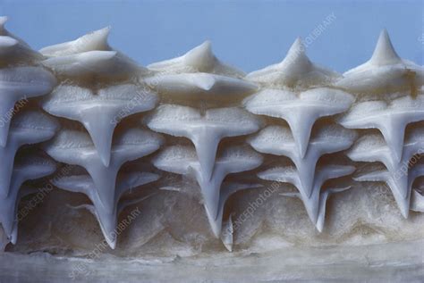 Gray Reef Shark Teeth - Stock Image - C011/7684 - Science Photo Library